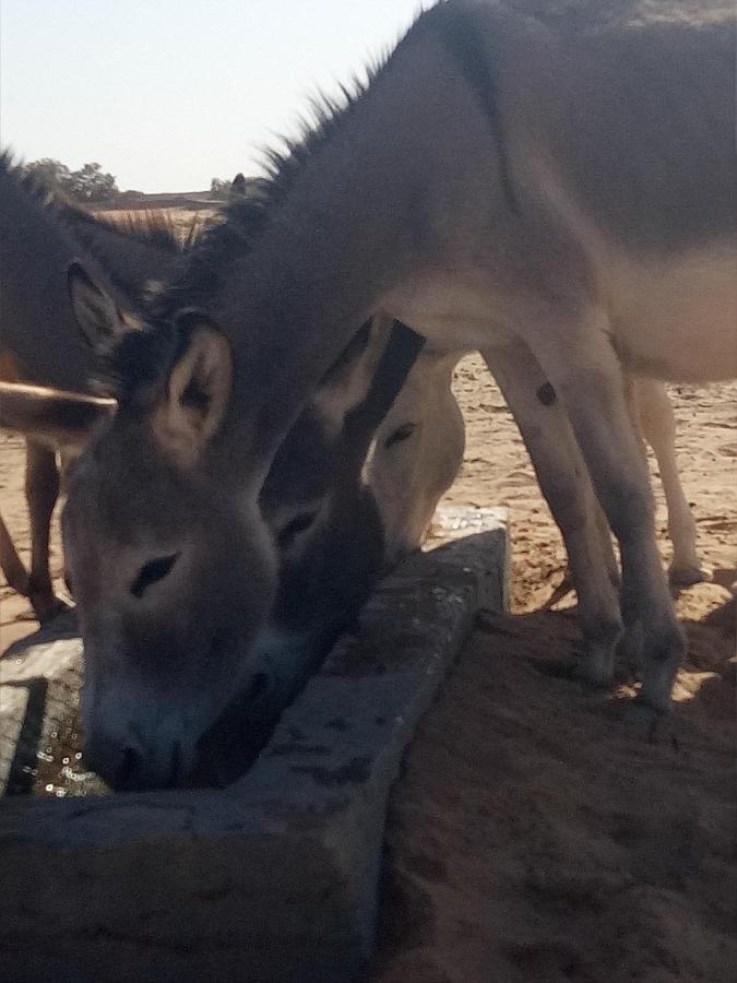 Sahara Peace Camp Hotel Zagora Ngoại thất bức ảnh