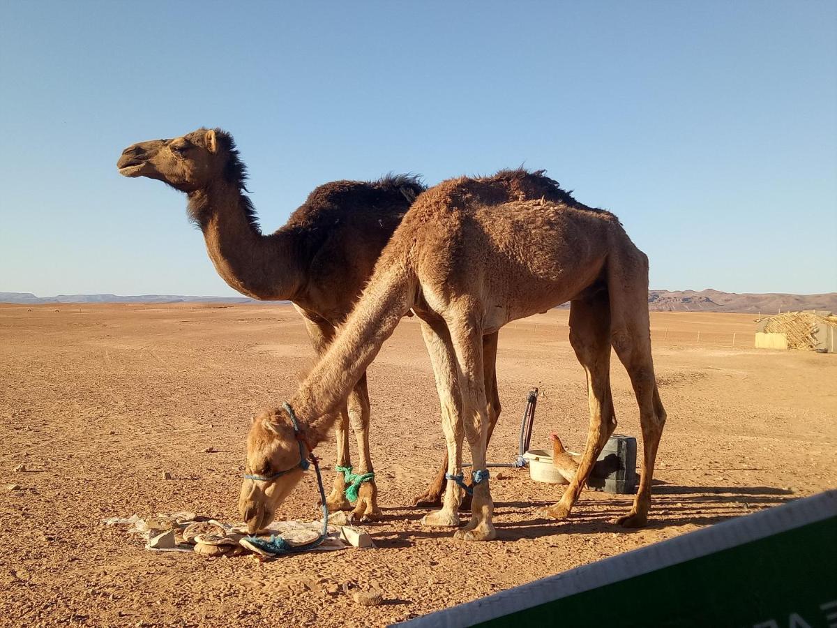 Sahara Peace Camp Hotel Zagora Ngoại thất bức ảnh