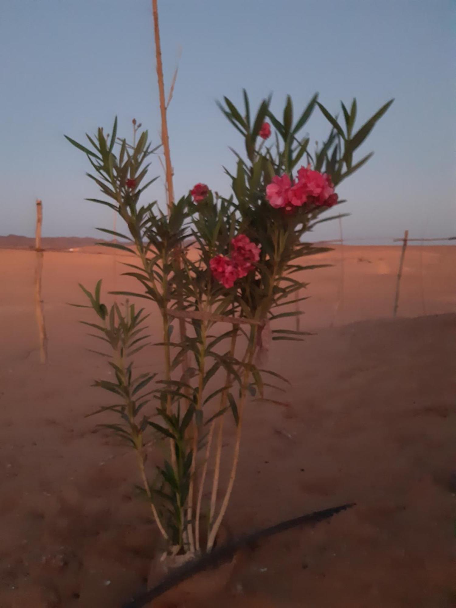 Sahara Peace Camp Hotel Zagora Ngoại thất bức ảnh